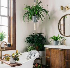 10 of the best plants for Bathrooms + FREE downloadable care guide